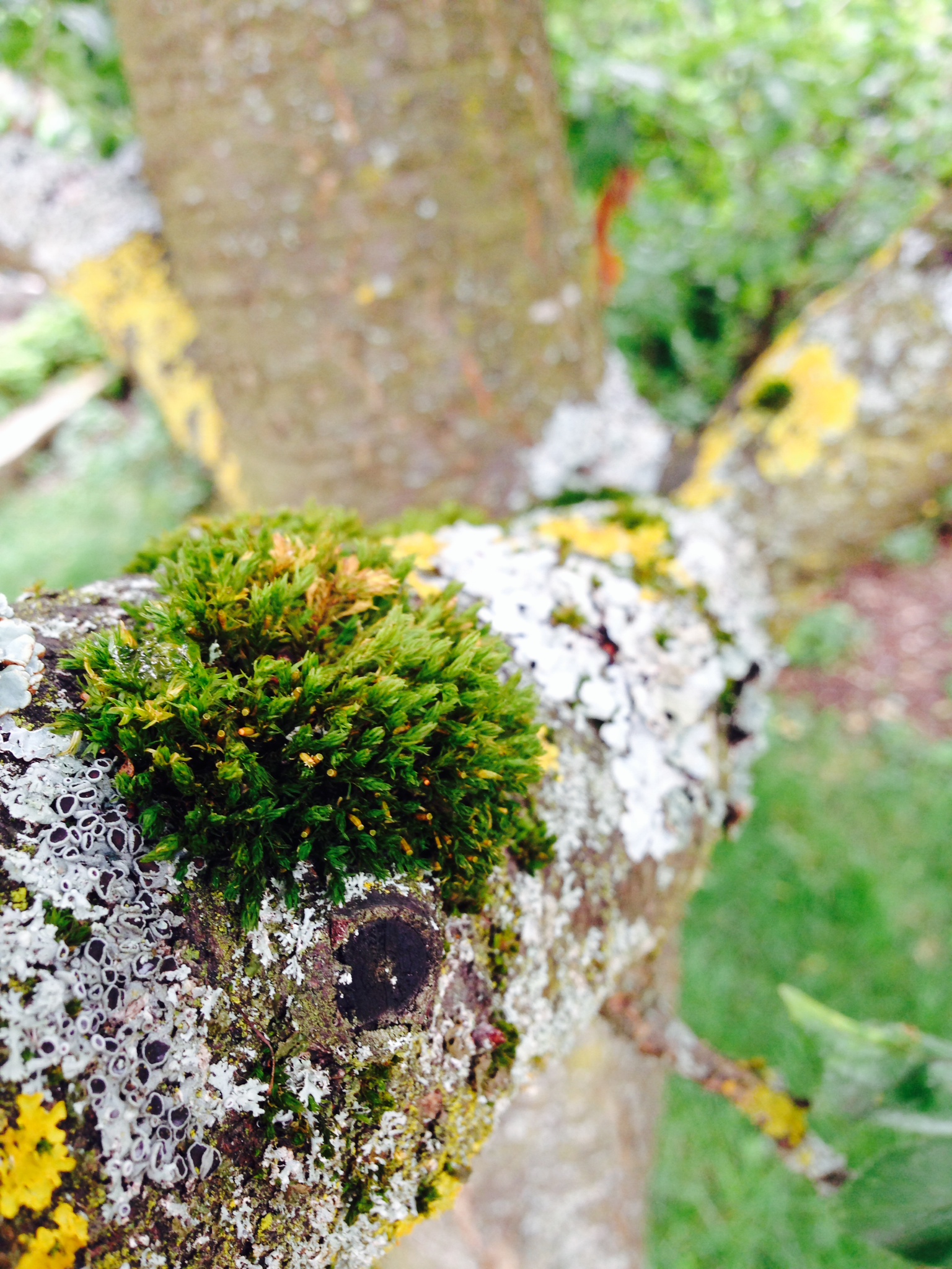 /schnipsel/201407-jul-2014/03-moos-auf-baum/0Foto 1.JPG